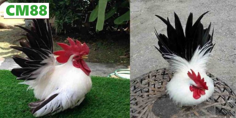 Dinh dưỡng trong cách nuôi gà thái kiểng