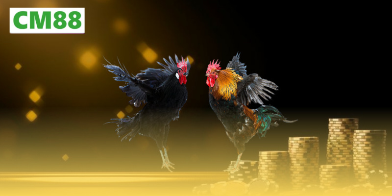 Trải nghiệm chân thực – Giá trị cốt lõi của đá gà SV388